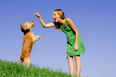 Dog Obedience Training The Key to Raising a Well Behaved Dog