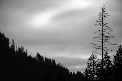 Great Trail forest Nelson British Columbia.