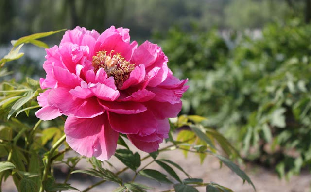 Peony Flowers Pictures