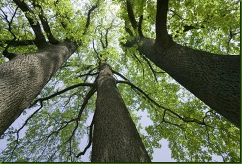 three_trees_pic