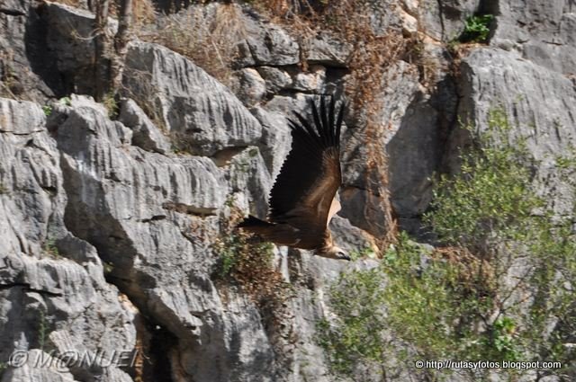 Garganta de las Buitreras