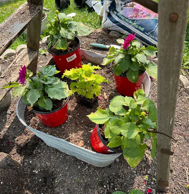 Photo of annuals being planted in galvanized pots