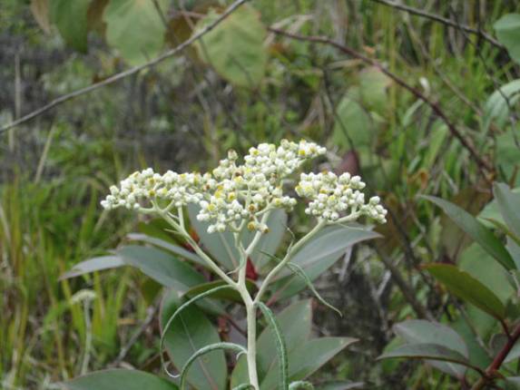 bunga edelweis gunung burni telong