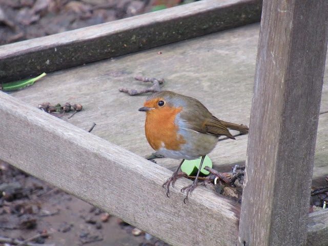 Diary of a suburban permaculture -ish garden, February 2020.  From UK suburban garden blogger secondhandsusie.blogspot.com #suburbanpermaculture #permaculture #ukgardenblogger