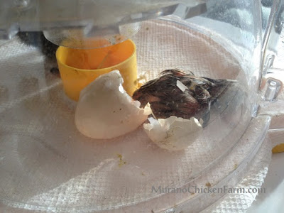 Chick hatching, cracked egg