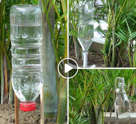 Pemanfaatan Botol minuman bekas untuk penyedia air tanaman 