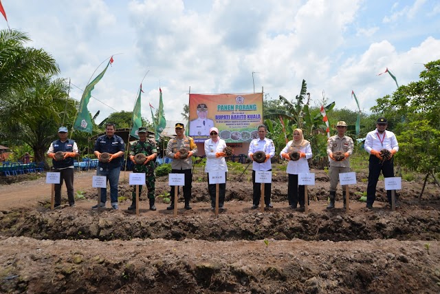 Panen Porang di Wanaraya, Bupati Berharap Bisa Bangun Ini di Batola 