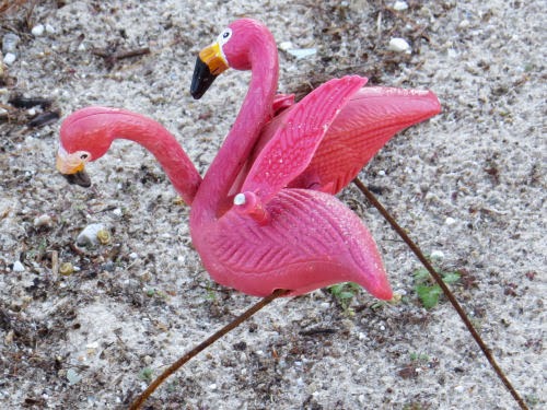 plastic flamingos on beach