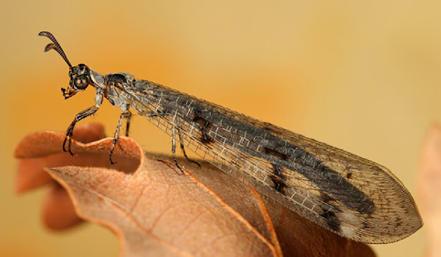 Муравьиный лев (Myrmeleon formicarius)