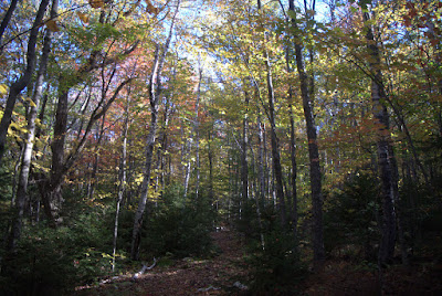 Trees with changing leaves along the M-M Trail