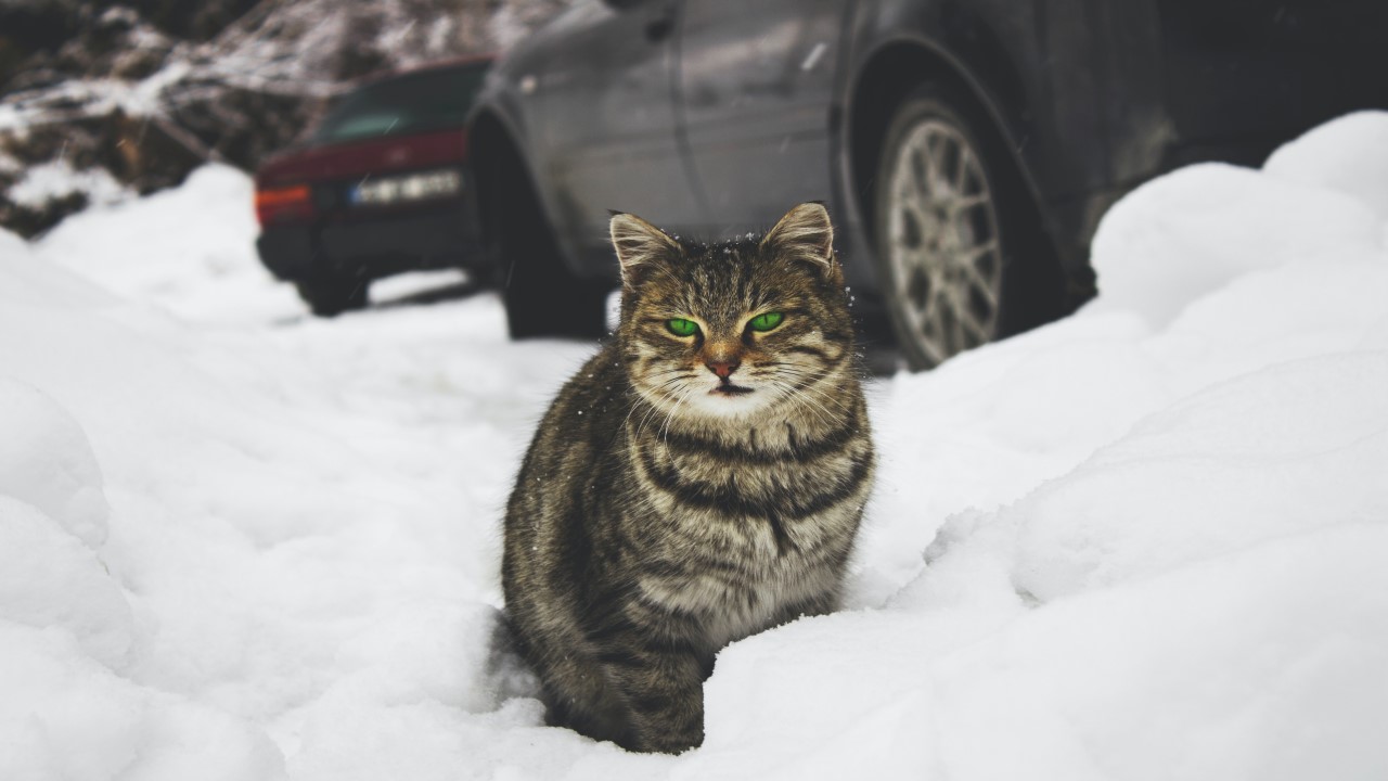 A Raça De Gatos Neva Masquerade