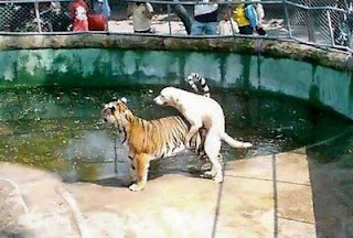 funny animal sex - gambar hewan yang sedang berhubungan seks - gambar-yang.blogspot.com