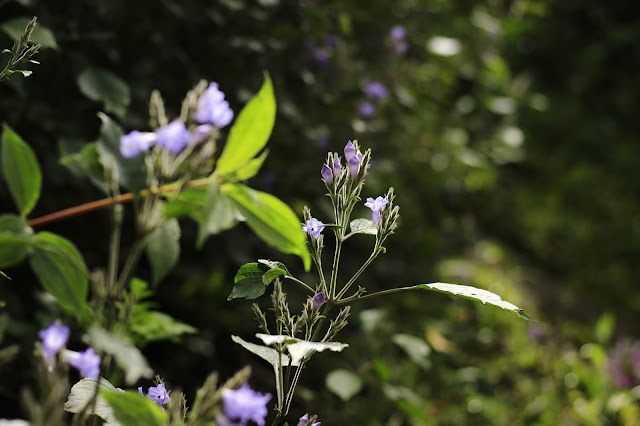 Neelakurinji