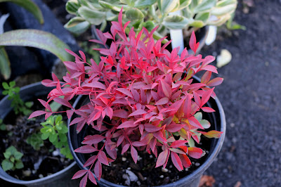 Nandina Obsession - Nandina domestica 'Seika' care and culture