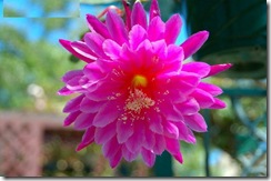 Epi Petal Pusher