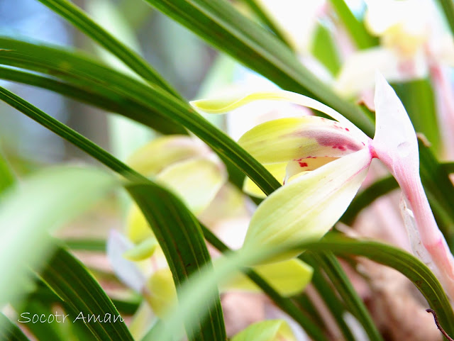 Cymbidium goeringii