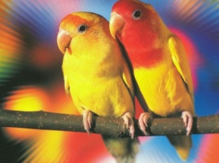 paintings of love birds. love bird images to get