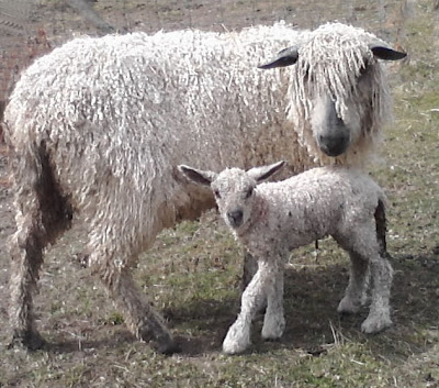 White Wensleydale ewe and lamb 