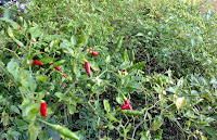 Ulam-ulaman dan Sayur-sayuran Kampung