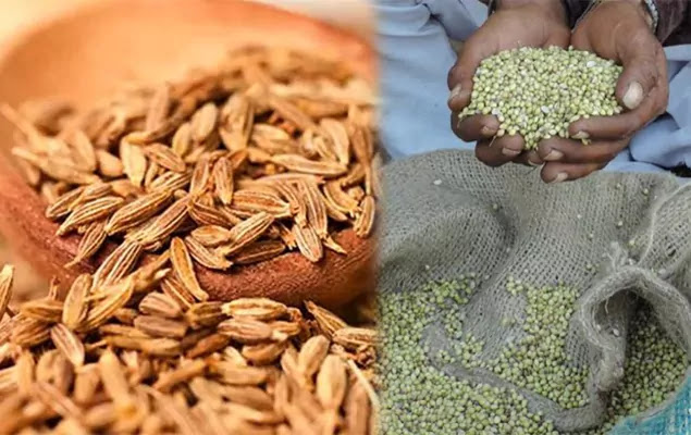 the gujarat bajar samachar of cumin market and coriander market situation is cumin farming apmc market price is hike and gujarat coriander farming market price is also hike in future the gujarat bajar samachar of cumin market and coriander market situation is cumin farming apmc market price is hike and gujarat coriander farming market price is also hike in future