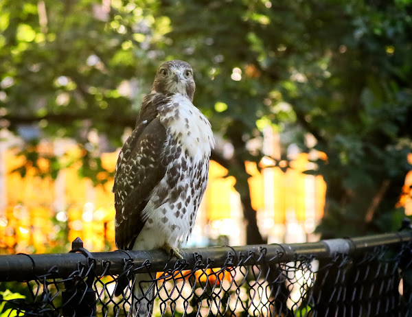 Tompkins Square red-tailed hawk fledgling perched on a fence