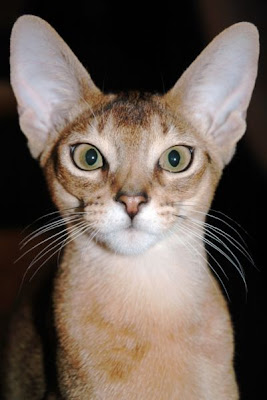 Abyssinian Cat Pics