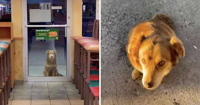 El personal de una tienda de sándwiches da una comida gratis a una perra callejera todos los días