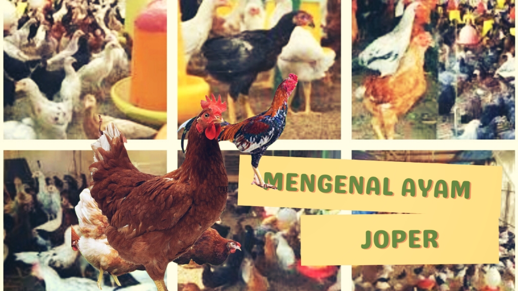 https://www.kerjaayam.com/2022/08/mengenal-usaha-ternak-ayam-joper.html