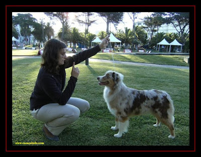 International Dog Show of Estoril with Australian Shepherd