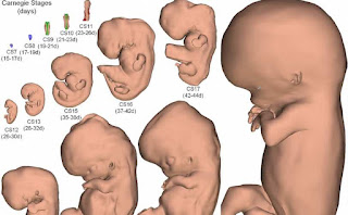 3D Interactive Embryo Screenshot