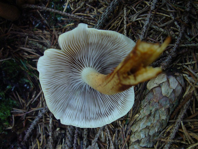 Hypholoma fasciculare