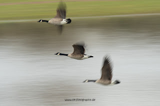 Naturfotografie Wildlifefotografie Lippeaue Olaf Kerber