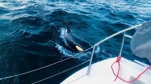 Orcas attacking boats