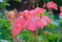 flower, raindrop, photo addict, photosaddict