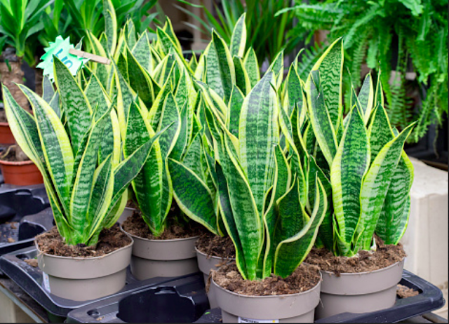 Snake Plant