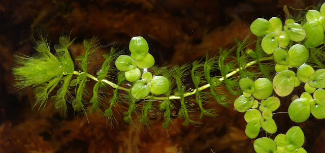 Adrovanda vesiculosa - Waterwheel plant