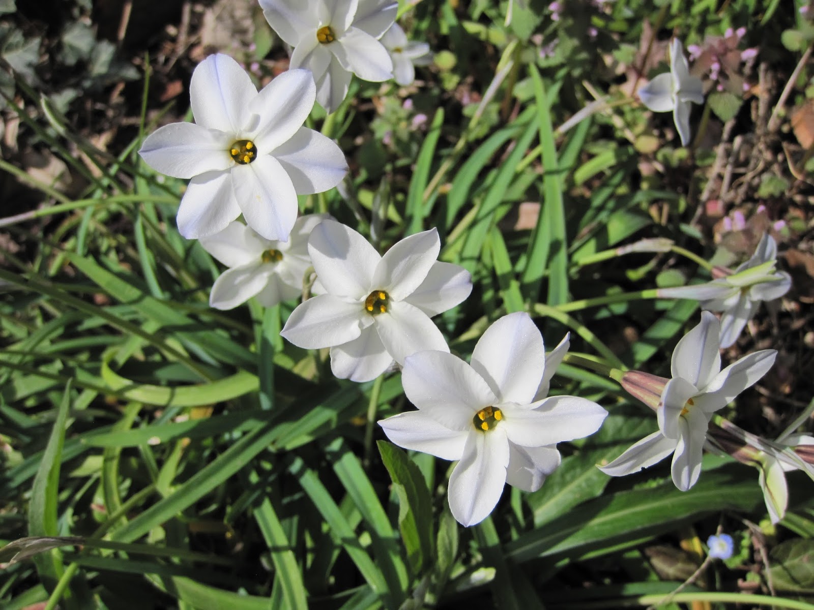 まりあ幼稚園からのお知らせ 新しい年度を迎える花たち