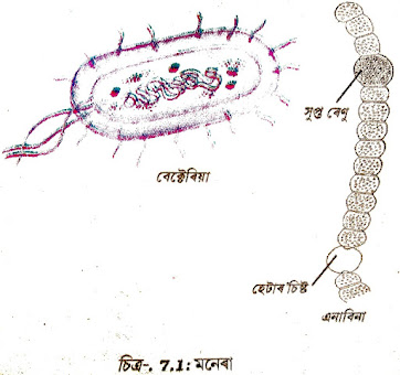 মনেৰা