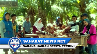 Kelapa Sawit Pinrang Di Unggulkan Capai 741 Hektar, Dinas Perkebunan Pinrang Terus lakukan Pembinaan 