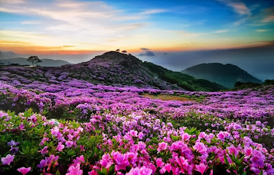 Flowers wallpaper