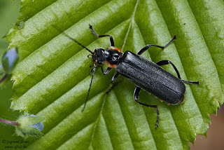 Sötét lágybogár - Cantharis obscura