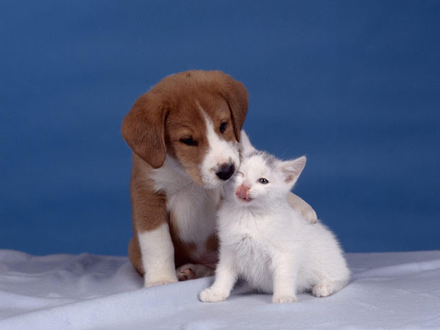 Kitten and Puppie Seen On www.coolpicturegallery.us