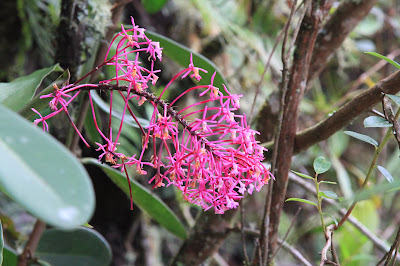 Epidendrum syringothyrsus