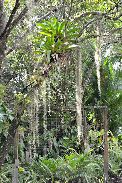 Guyane, Jardin botanique, Macouria, orchidée