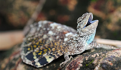 Draco Beccarii lagartija