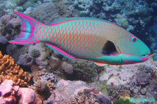 Rainbow Parrot Fish