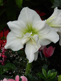 2018 Allan Gardens Conservatory Winter Flower Show White double Amaryllis Hippeastrum flower by garden muses--not another Toronto gardening blog