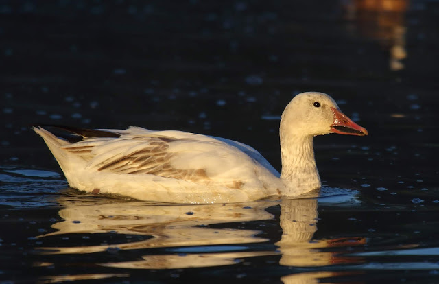 Snow Goose