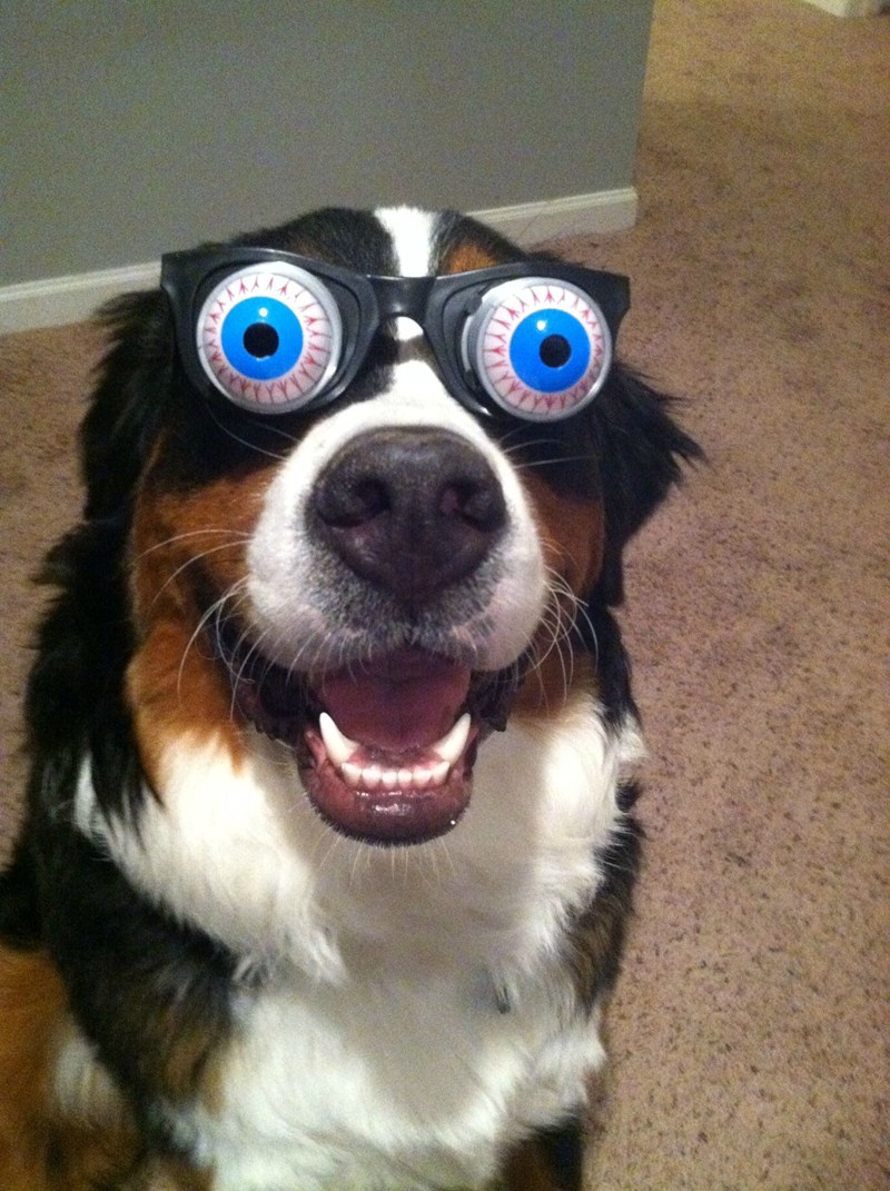 funny animal pictures, dog wears funny glasses