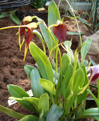 Masdevallia weberbaueri care and culture